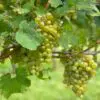 Hidden Gems Wine Tour Niagara-on-the-Lake - Image 4