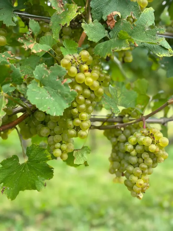 Hidden Gems Wine Tour Niagara-on-the-Lake - Image 4