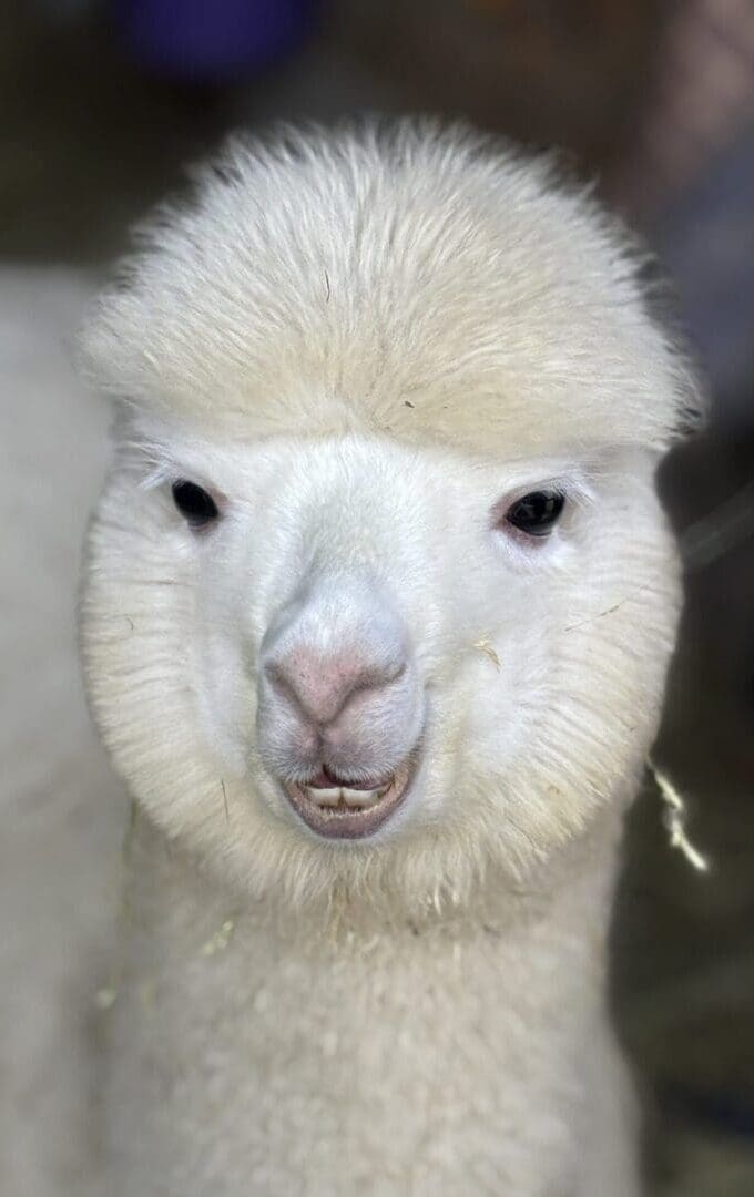 Close-up of smiling white alpaca